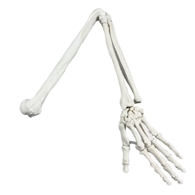 Сгибаемая анатомическая модель руки человека Corpo Manus-2
