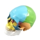 Цветная разборная модель человеческого черепа Corpo Cranium
